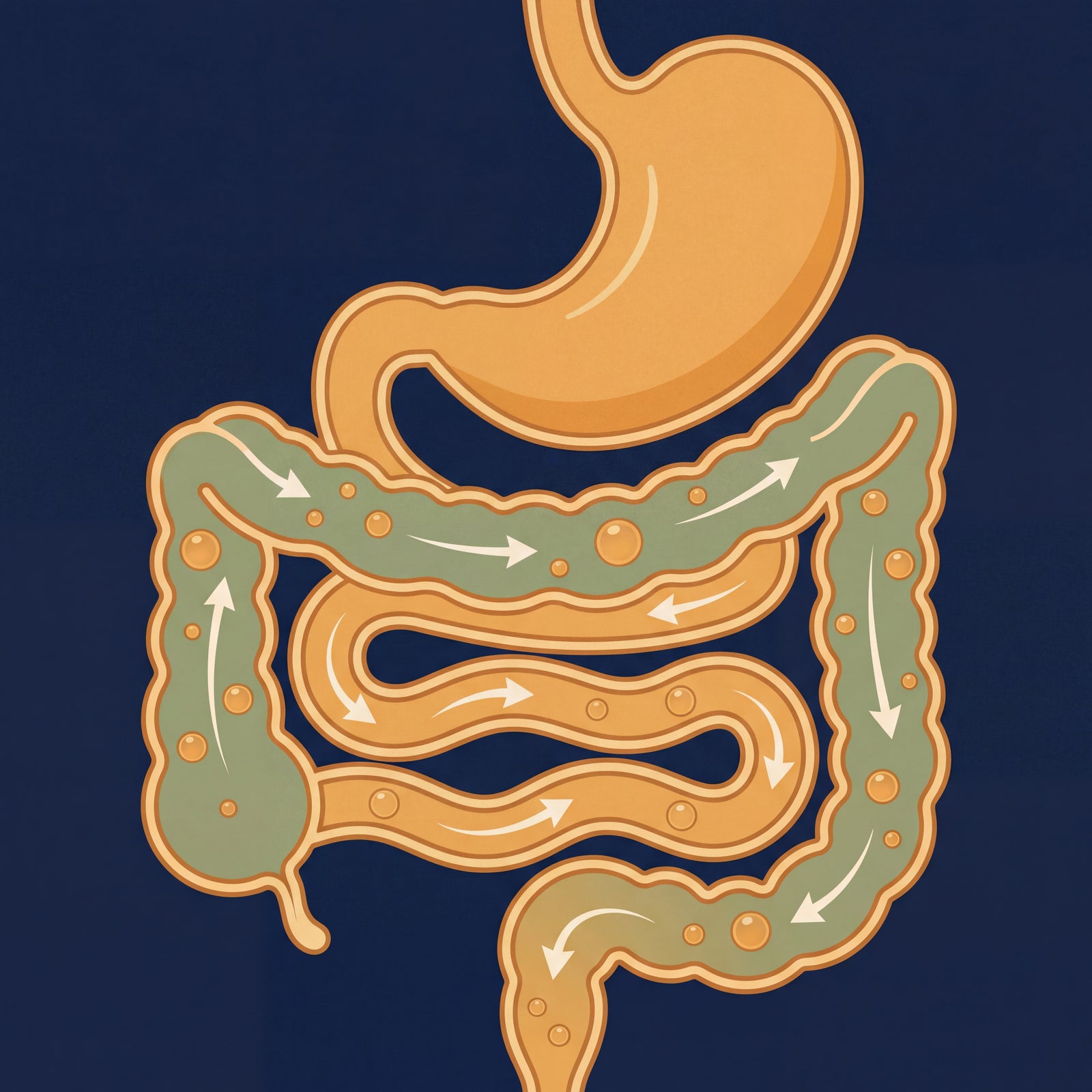 THE GUT FIx